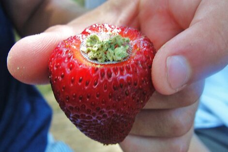 Strawberry Pipe