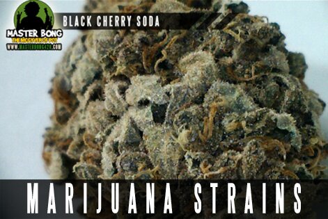Marijuana Strains Gallery